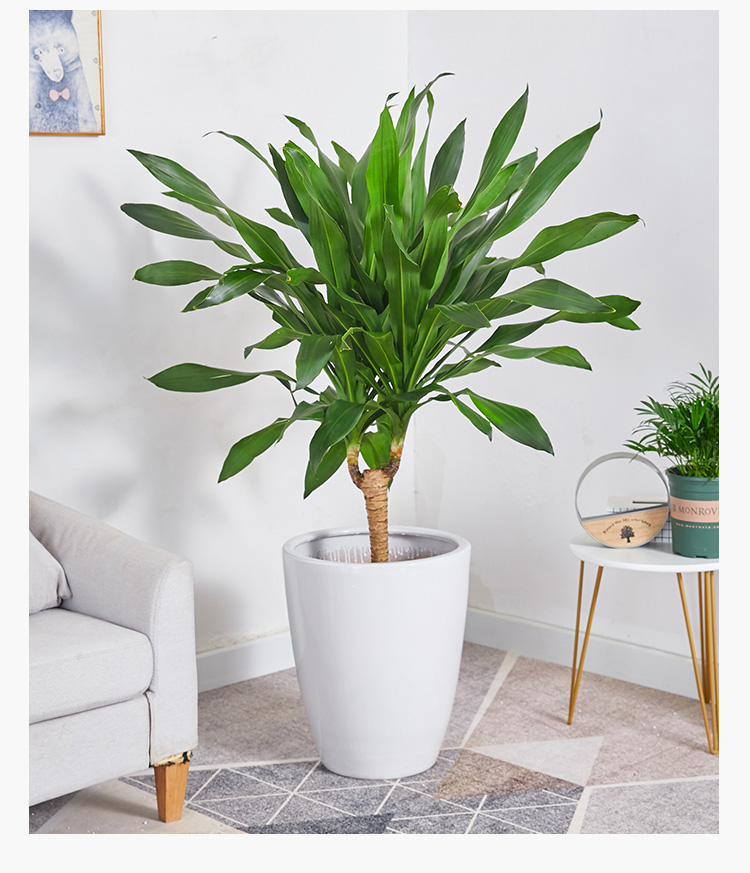 巴西铁盆栽青叶也门铁盆景铁树客厅走廊室内外植物吸常绿花卉 单杆高