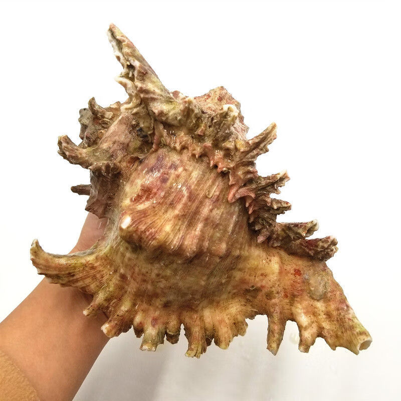 5斤(1只超大千手螺)【图片 价格 品牌 报价】-京东