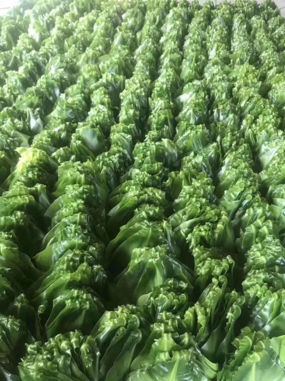 贝娇芬 新鲜山苏山苏叶酒店特色菜山苏菜鸟巢蕨炒食做汤500g 500g