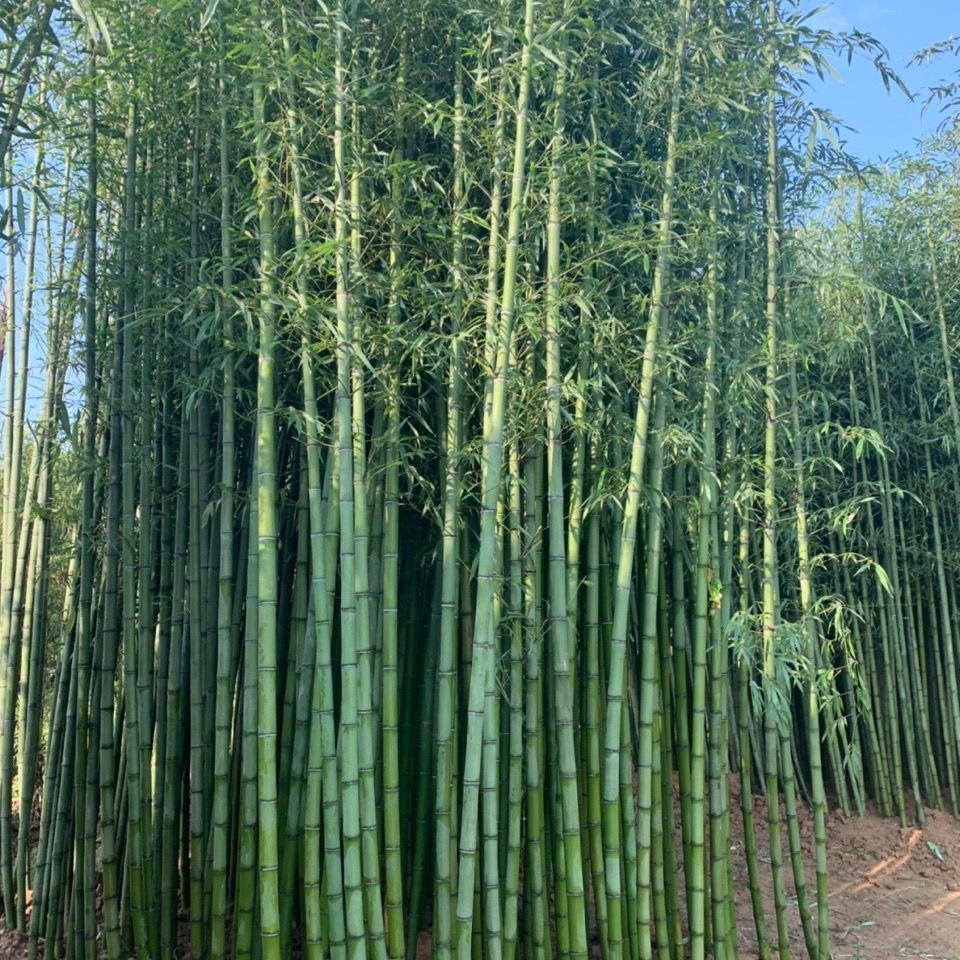 【精选】竹子苗庭院绿篱耐寒植物室内阳台盆栽紫竹苗四季常青绿化苗罗