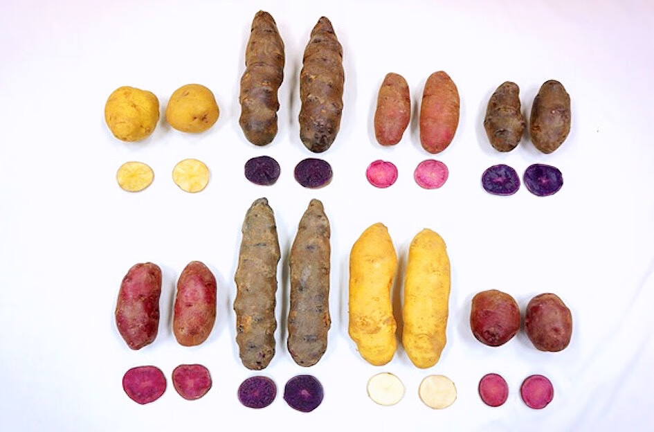 西北农林科技大学彩色马铃薯锅巴西北农林科技大学彩薯农科院研发彩色