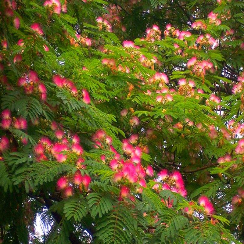 恋品惠合欢树苗庭院花卉植物芙蓉树南北方遮阴树木别墅工程行道绿化苗