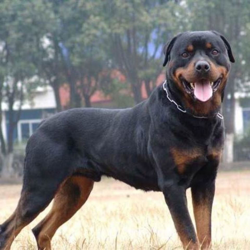 罗威纳幼犬大型罗威纳犬活体大头德版罗威纳防爆犬护卫犬混血家养