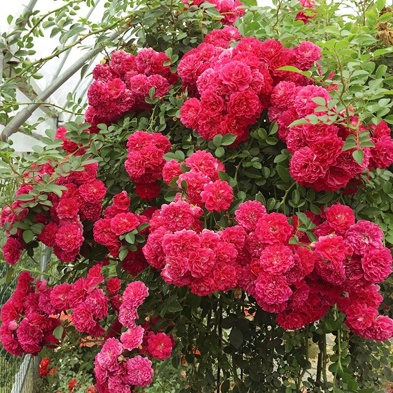 畷园甜蜜红木香花苗浓香四季花卉黄木香花盆栽七里香阳台爬藤蔷薇植物