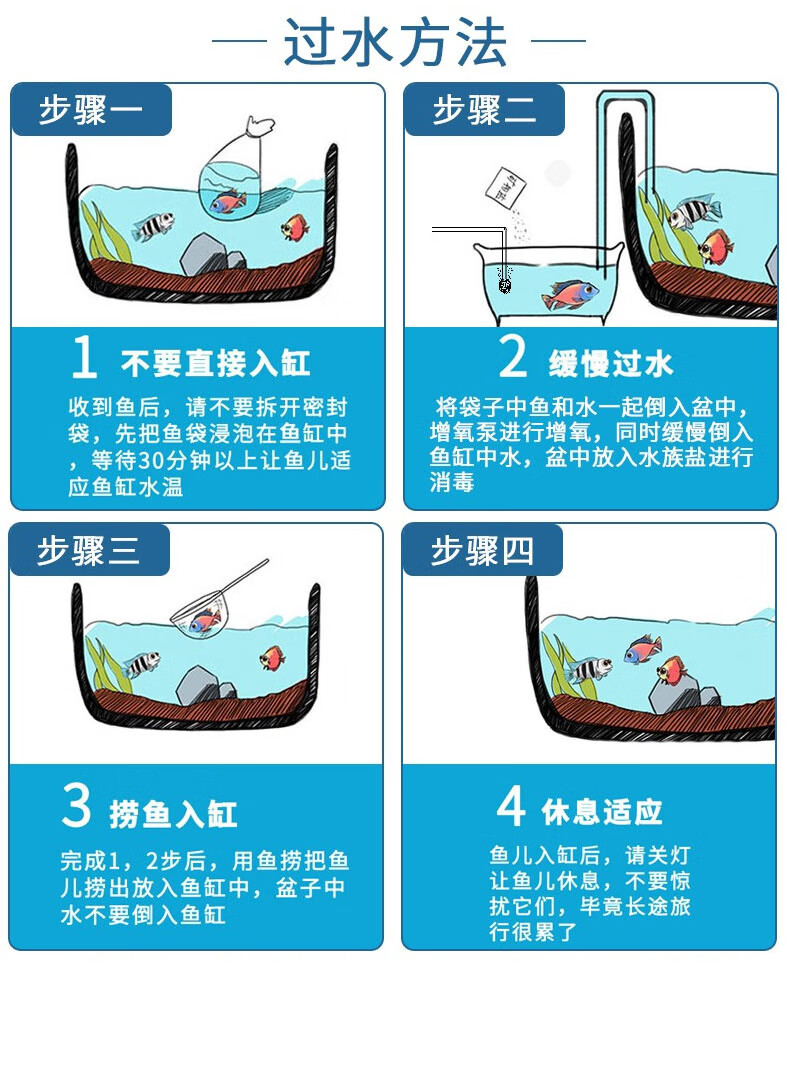 观背青鳉鱼活体活鱼贵妃极龙干支红帝黑星光锦鳉亚成鱼鱼卵小型宠物