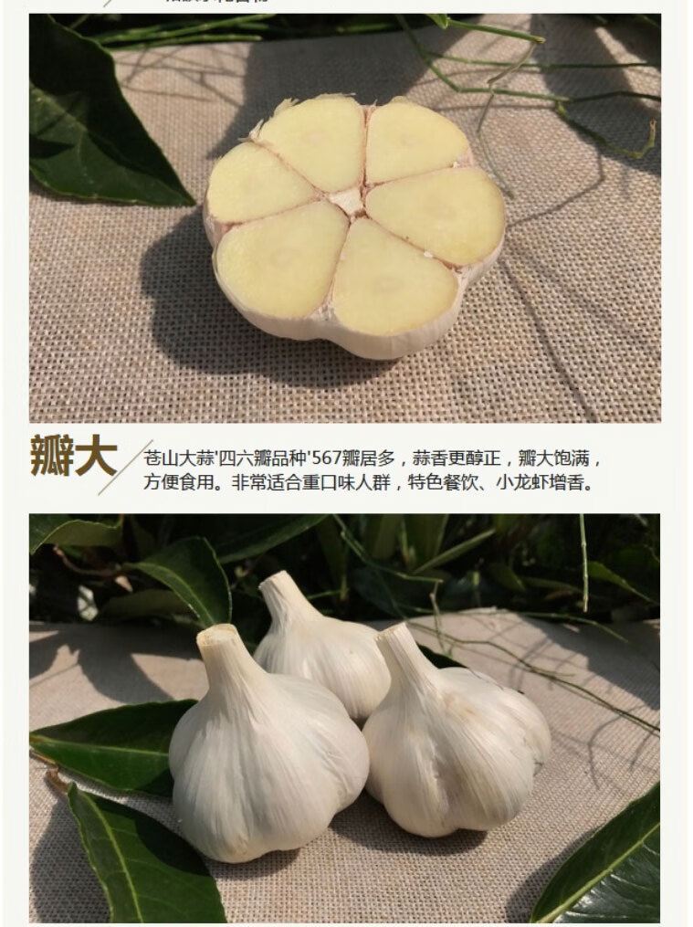 【正常发货】山东苍山大蒜2.