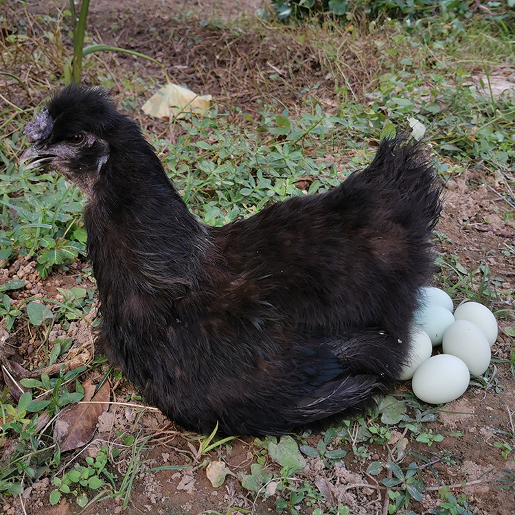 10枚黑絲綠殼烏雞蛋可孵化受精種蛋黑鳳烏骨雞綠皮烏雞小雞苗 20枚