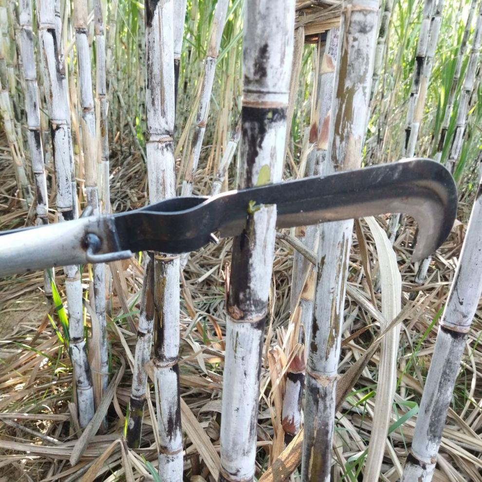 农用收甘蔗刀多功能甘蔗剥叶刀越南甘蔗刀收甘蔗神器 弹簧收甘蔗刀