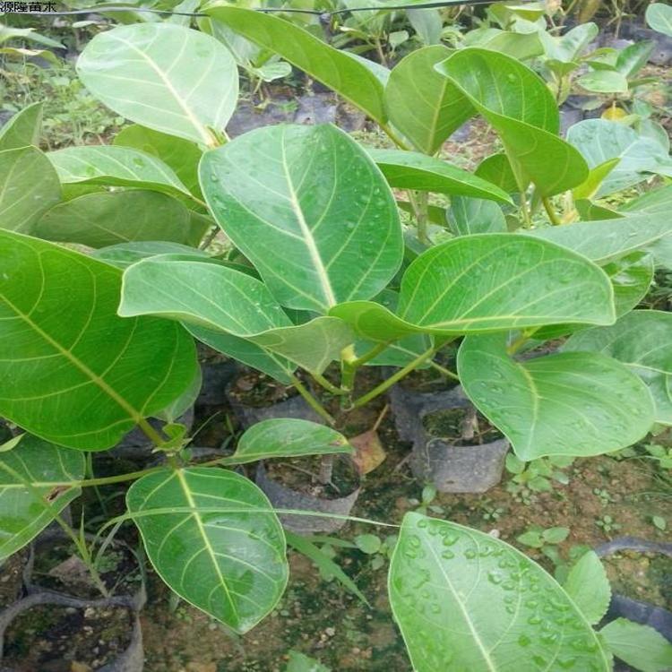 庭院绿化苗木 高山榕树苗 马榕苗 大青榕 大叶榕树苗生气根长根须