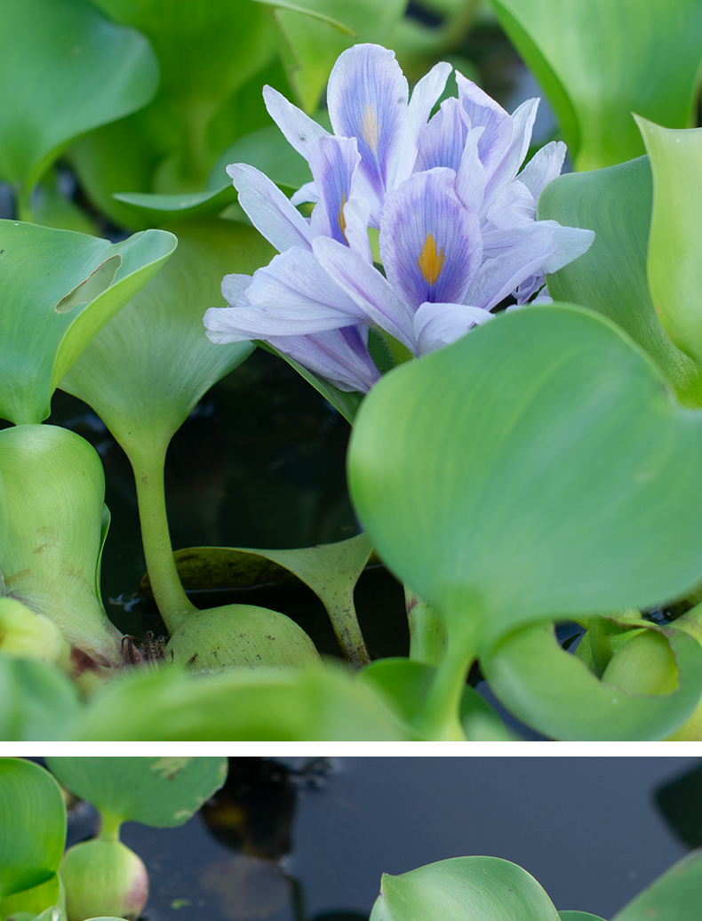 榮鬱水葫蘆浮萍水草花卉植物種苗魚塘魚池魚缸養烏龜缸淨化水質水芙蓉