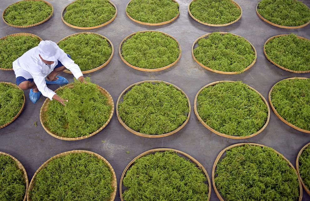 溪黄草养生茶藤茶藤婆茶莓茶农家自采广西原产地发货500g 一瓶125g(含
