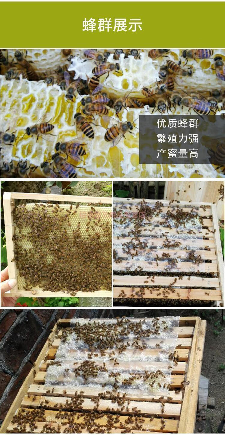 中蜂蜂王种王蜜蜂蜂王活体产卵王双色杂交王07定制vieruodis四川阿坝