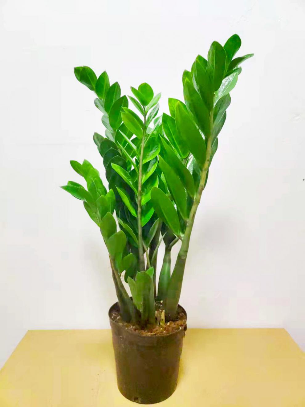 更多参数>>品种:金钱树适用空间:客厅商品毛重:1.