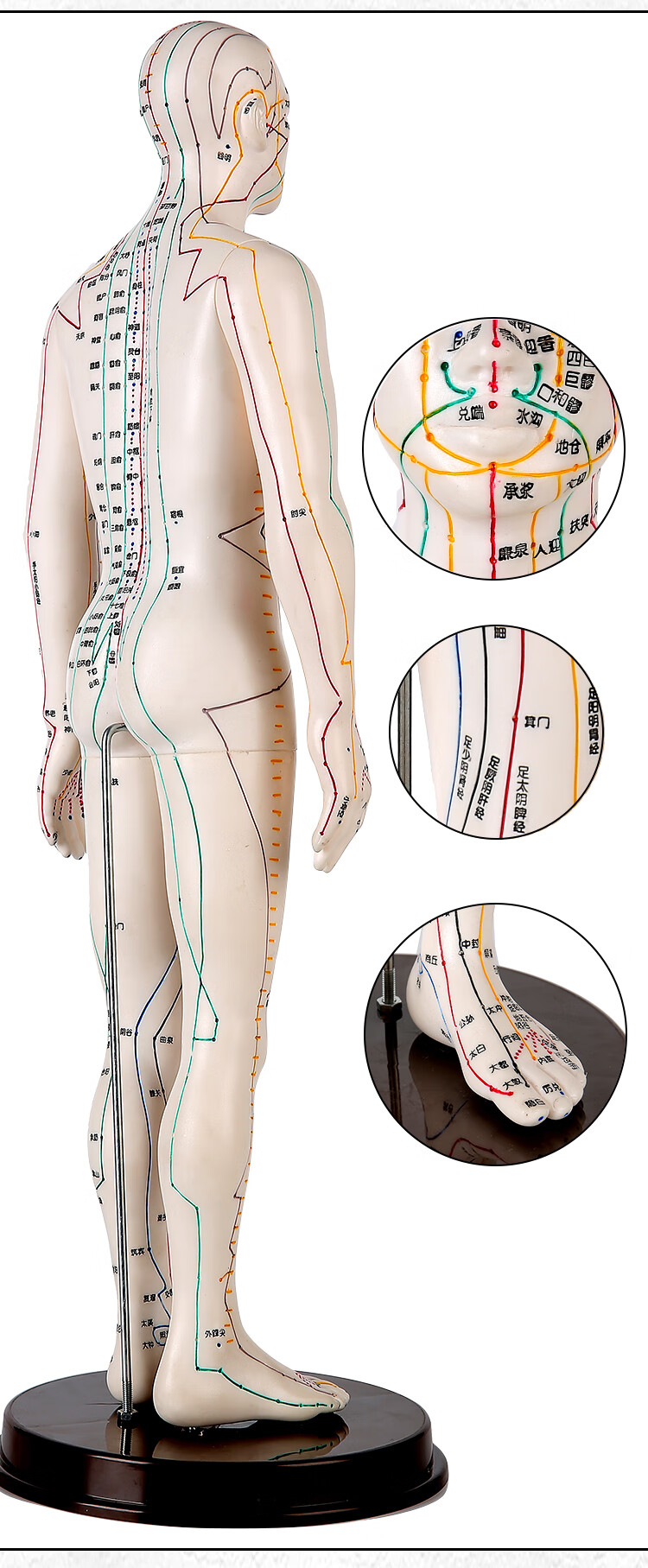 jd健康针灸穴位人体模型中医男女全身经络小铜人可扎针灸人模小人图