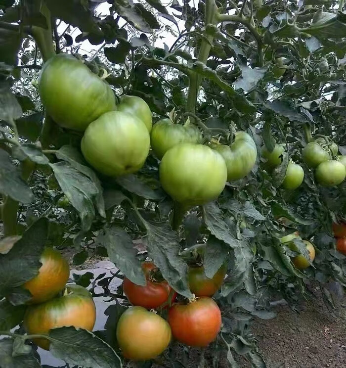 草莓番茄種子粉果綠肩鐵皮柿子種籽草莓水果西紅柿種子苗酸甜多汁