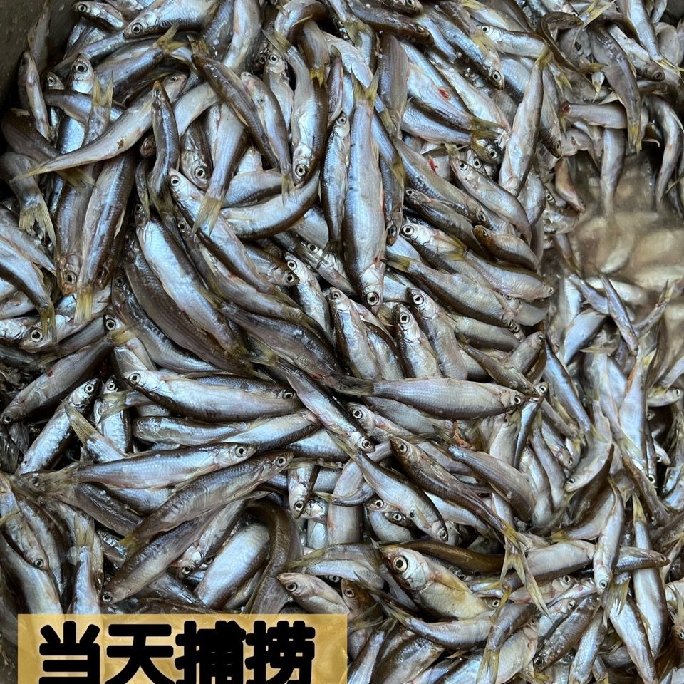 小餐条图片