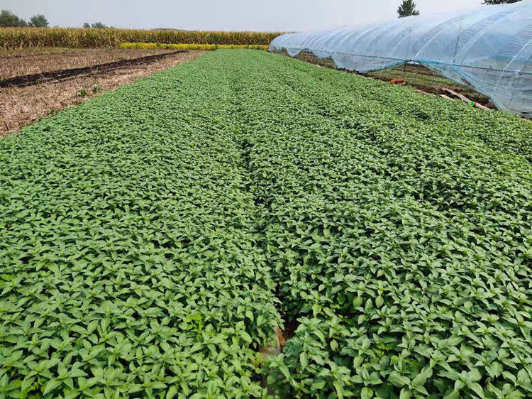 河南荆芥菜苗新鲜食用500克青菜蔬菜嫩茎芥荆菜现摘现发农家特产 带根