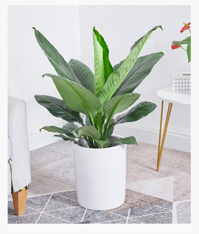 绿巨人盆栽 万年青室内客厅大型盆景植物 绿植花卉四季常青 高度30到