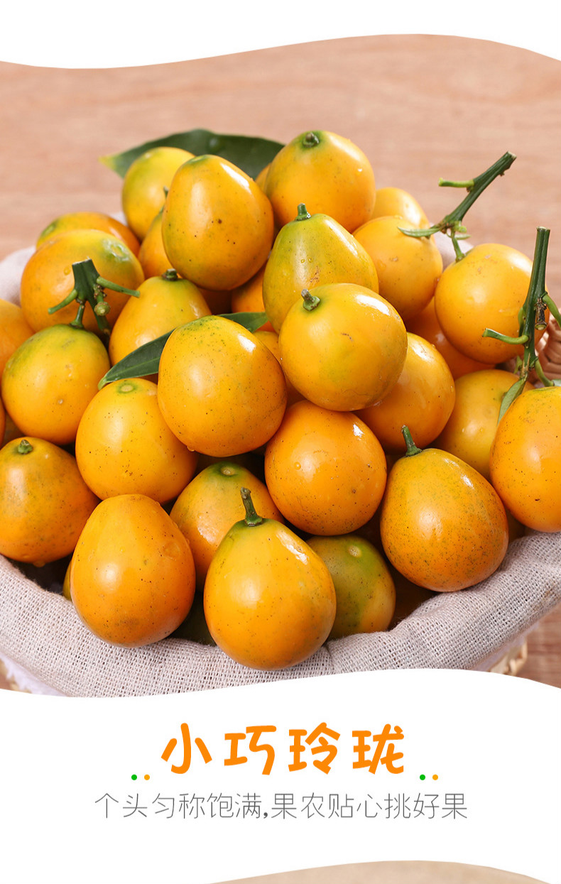 脆皮小金桔水果新鲜广西桔子9斤当季融安滑皮金桔橘子整箱9斤大果