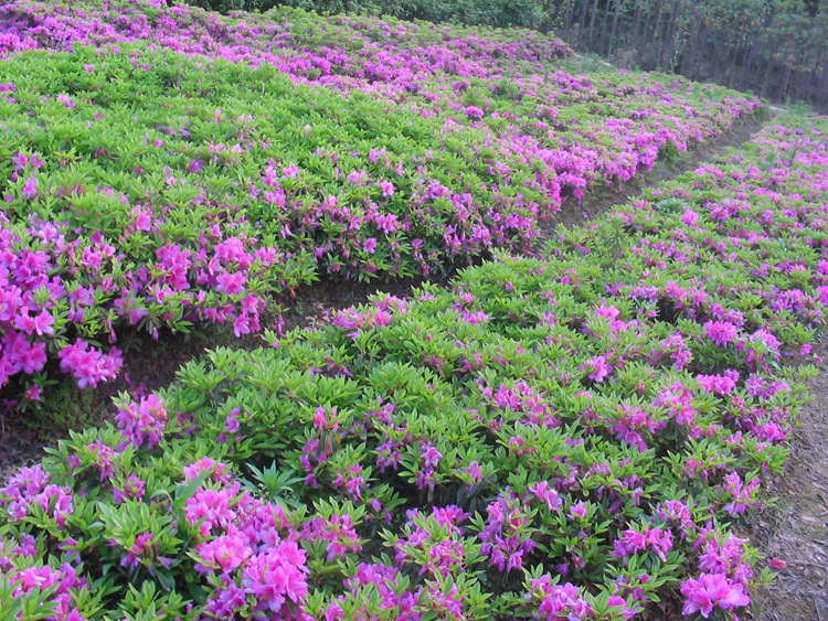 带色块盆栽四季开花春鹃夏鹃西洋比利时杜鹃小苗 毛娟30-50cm多分支