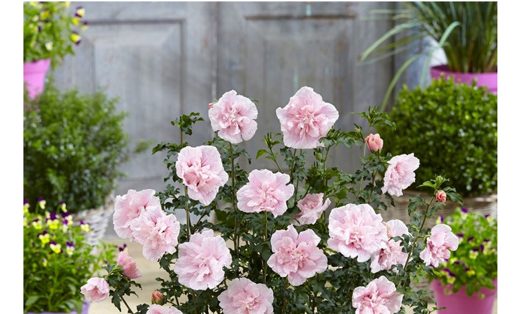 重瓣木槿苗粉雪紡樹莓藍莓冰沙庭院花灌木1加侖 說明:花苗已休眠落葉