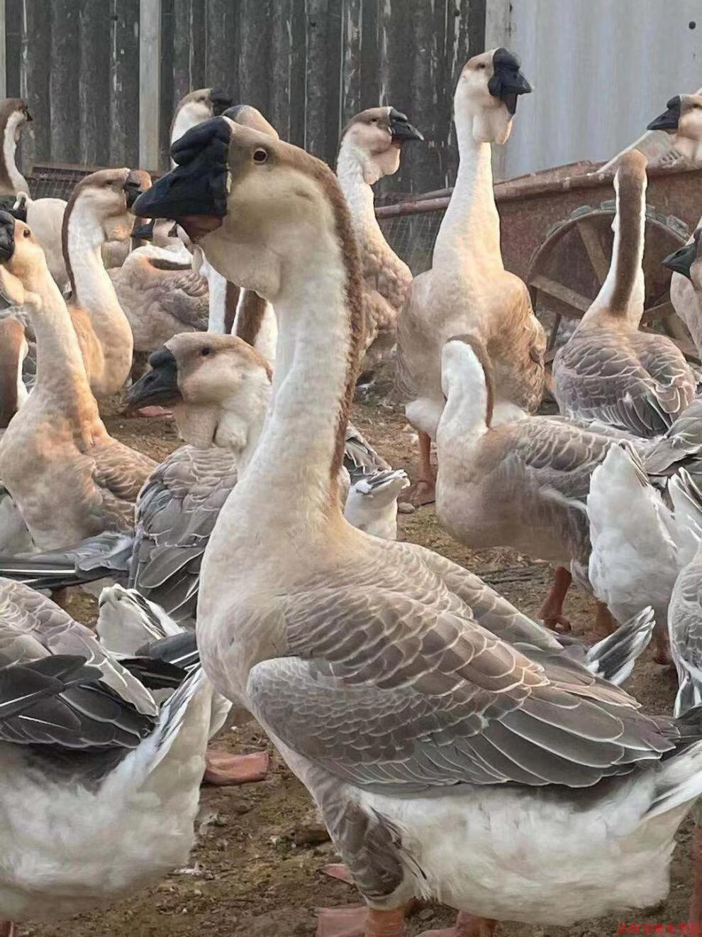 【京选好物】小鹅活苗纯种狮头鹅活苗特大种大型潮汕正宗狮子头鹅朗德