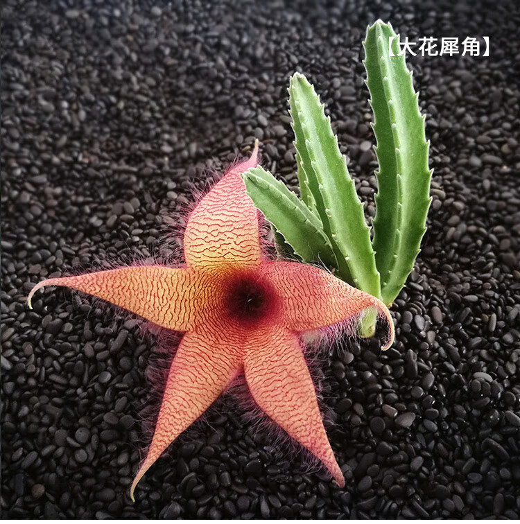 修罗花花语图片