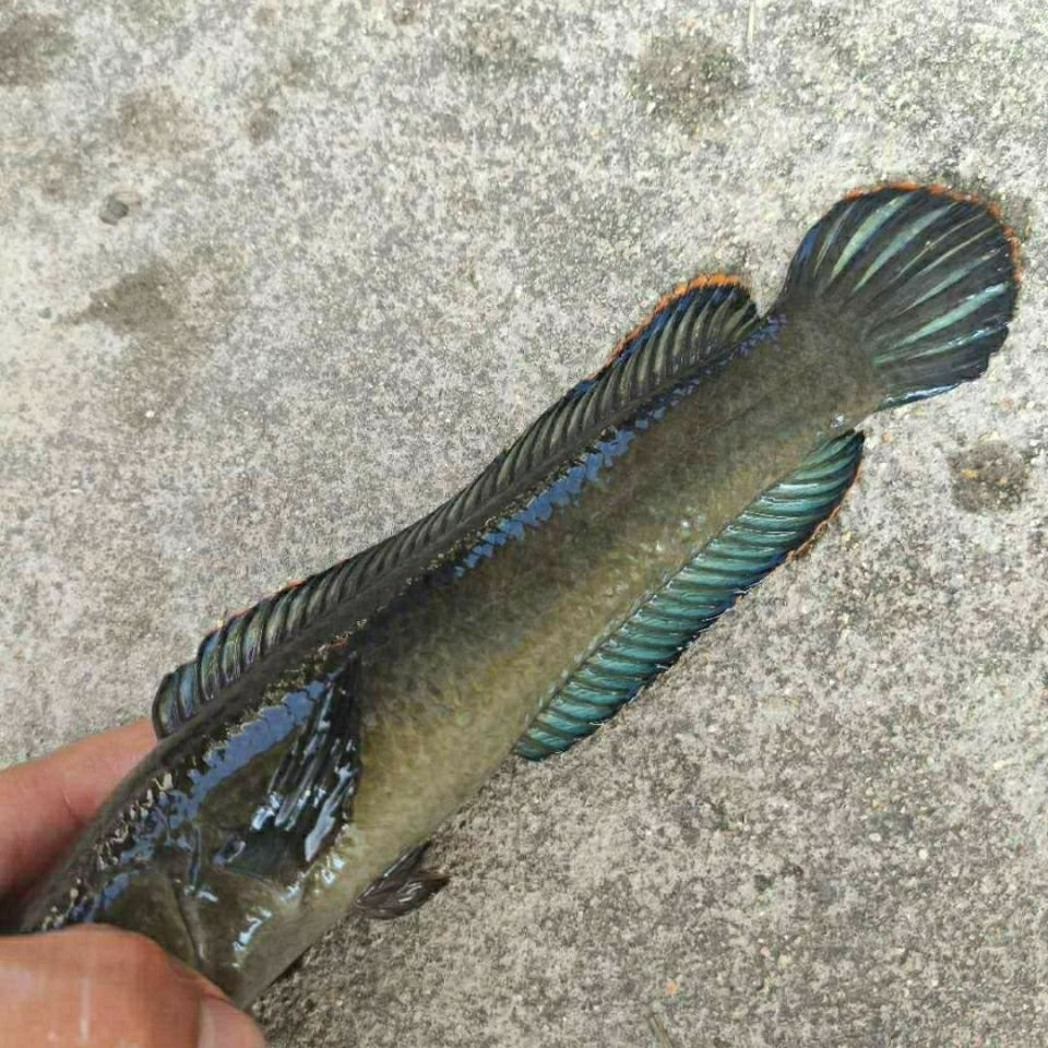 观赏鱼活体雷龙冷水鱼野生南醴耐养淡水鱼彩虹雷龙鱼带氧 5-10cm四条