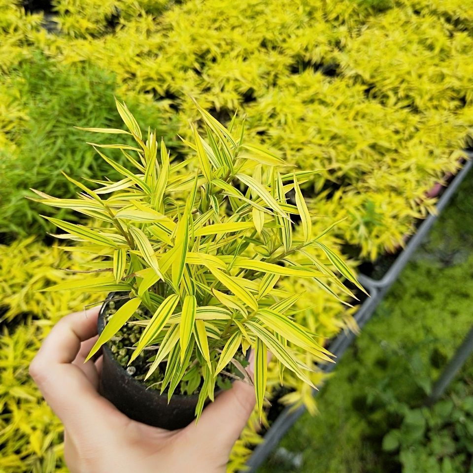 雨花蝶 迷你黄金姬翠竹 进口【黄金姬竹】 竹型矮小叶色耀眼金黄. 黄