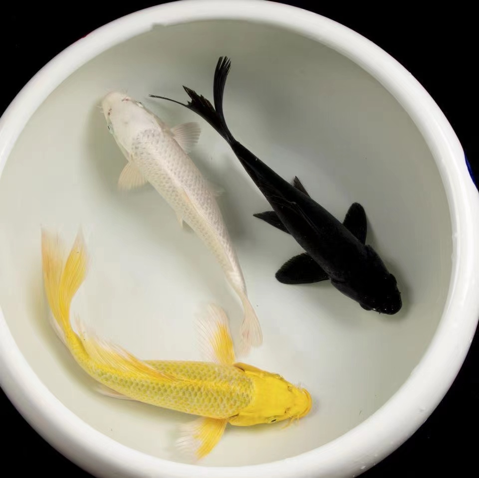 金鱼活体好养耐活观赏鱼小型淡水好养冷水朴彩pucai黑锦鲤910cm3条