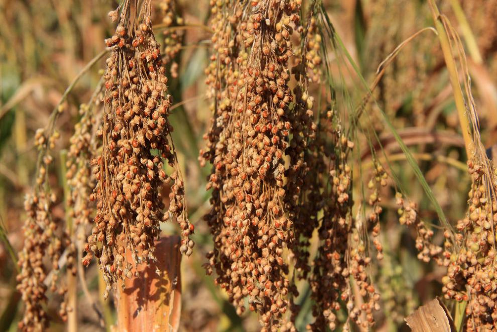 面陕北黄馍馍糜子面粉硬黄米面粉稷子米面摊黄烙糕茶汤料 5斤黄米面