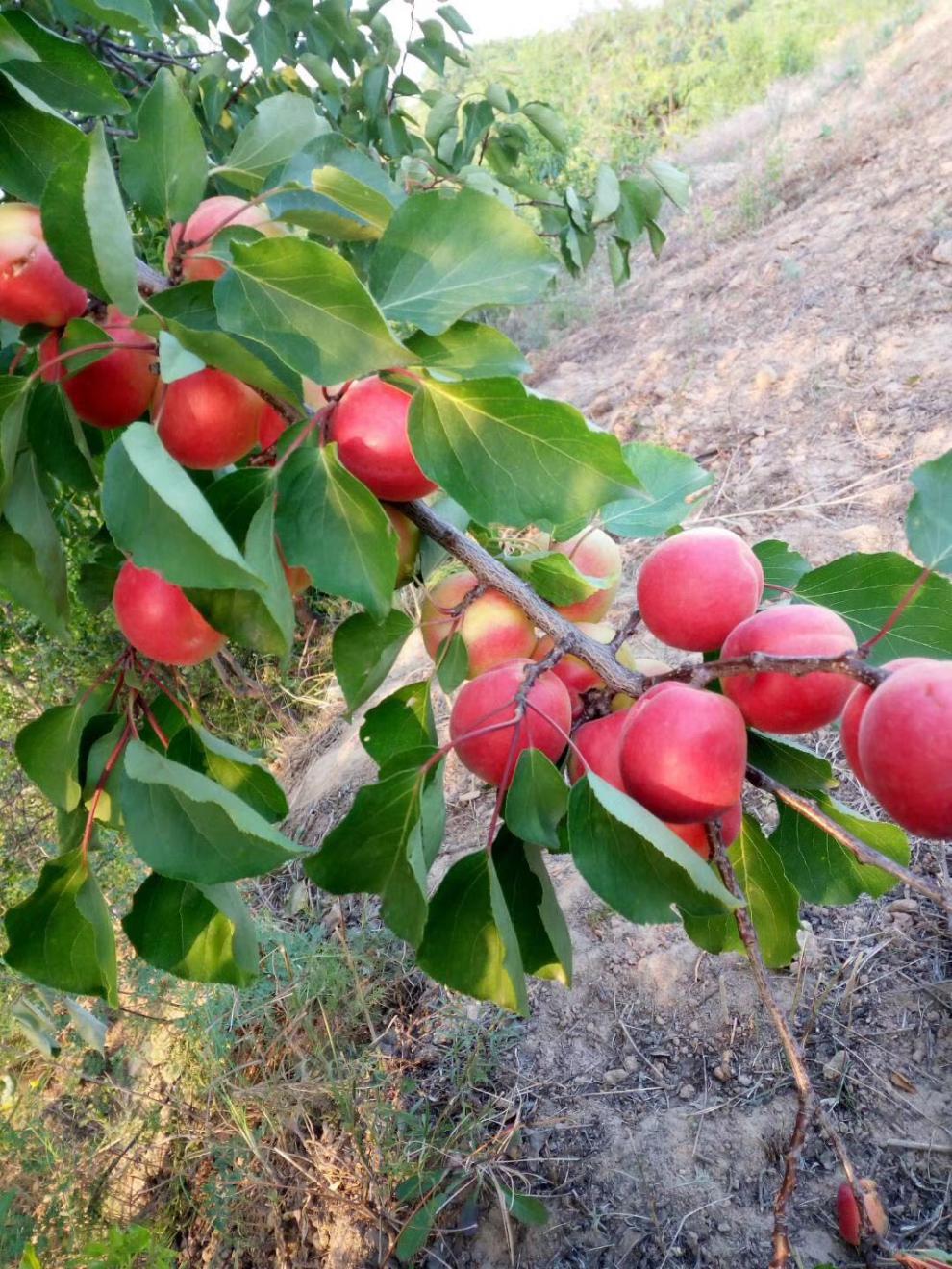 山西胭脂杏 5斤杏子新鲜水果贵妃红杏梅杏当季甜杏现摘现发【图片