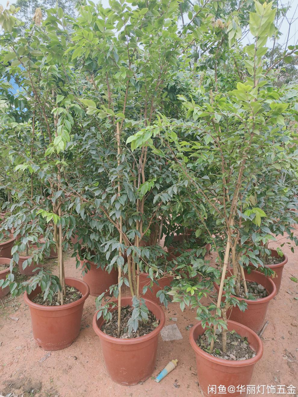 嘉宝果树名贵加宝果树苗艾斯卡红妃四季嫁接水果苗盆栽地栽 5年苗红妃