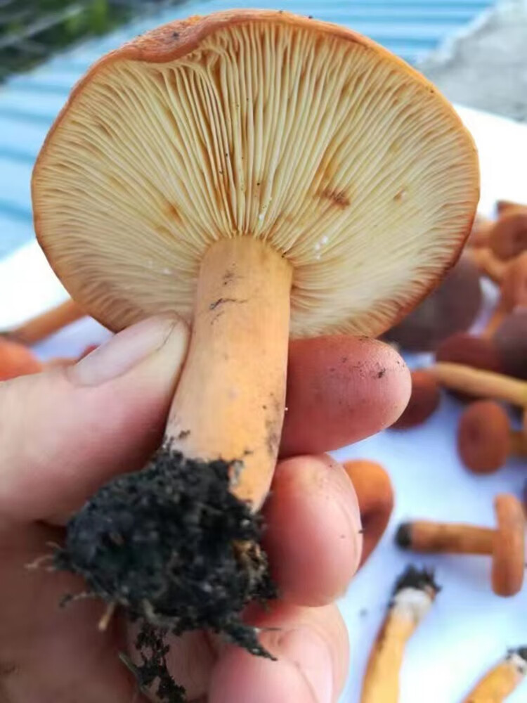 奶浆菌新鲜贵州深山老农现摘野生蘑菇新鲜食用小菌子 野生奶浆菌 1500