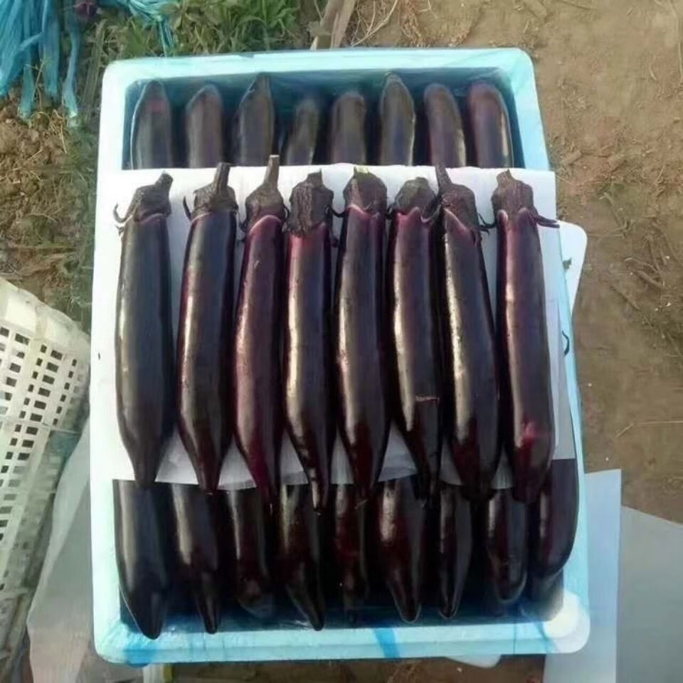 东北原产地新鲜蔬菜长茄紫把新鲜长茄现摘现发东北紫把茄子5斤装
