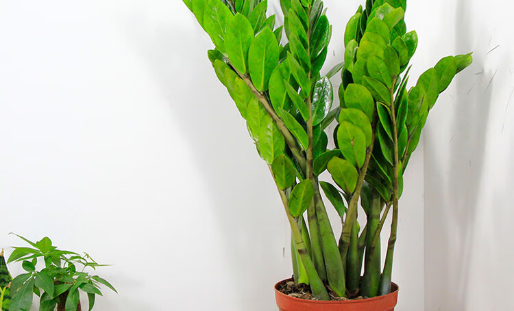 金钱树摇钱树大型植物室内客厅大绿植盆栽盆景花卉吸甲醛观叶植物金钱