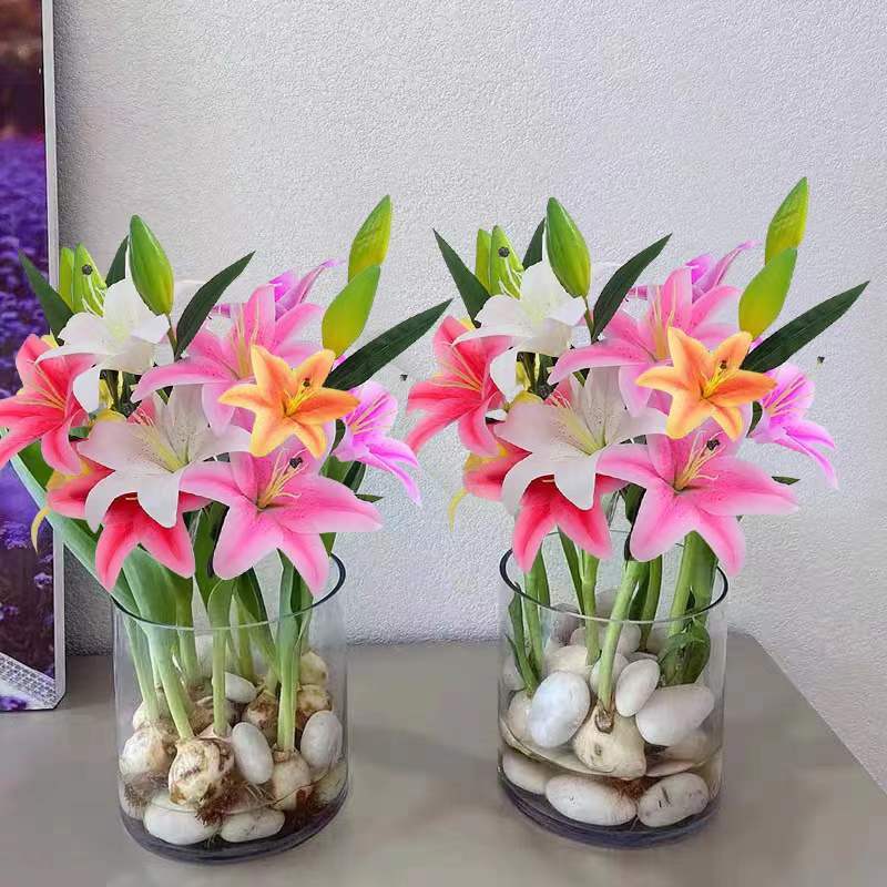 【水培百合花】香水百合花室内水培花卉盆栽植物绿植好养活 初石 6个