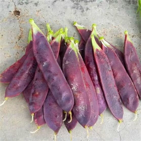 苏瑞紫玉豌豆种子荷兰豆紫荚甜脆豌豆高产大田菜地蔬菜籽紫玉豌豆种子