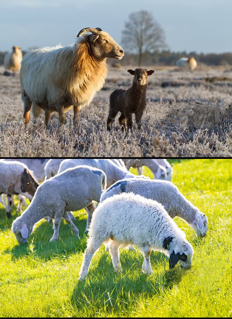 青海祁连山藏系羊肉现杀现宰羊腿羊排羊肋骨羊蝎子3