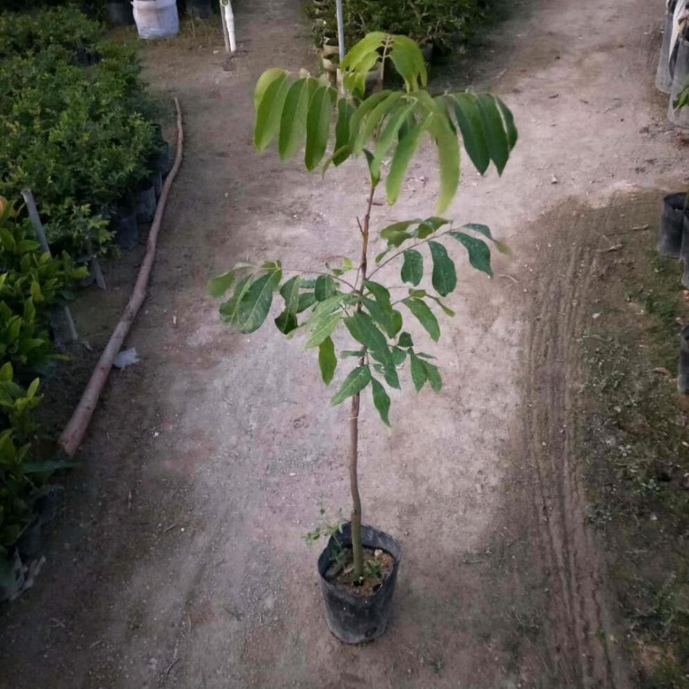 桂圓四季龍眼樹苖嫁接當年結果石硤儲良無核南方果苗特大果樹 12年苗