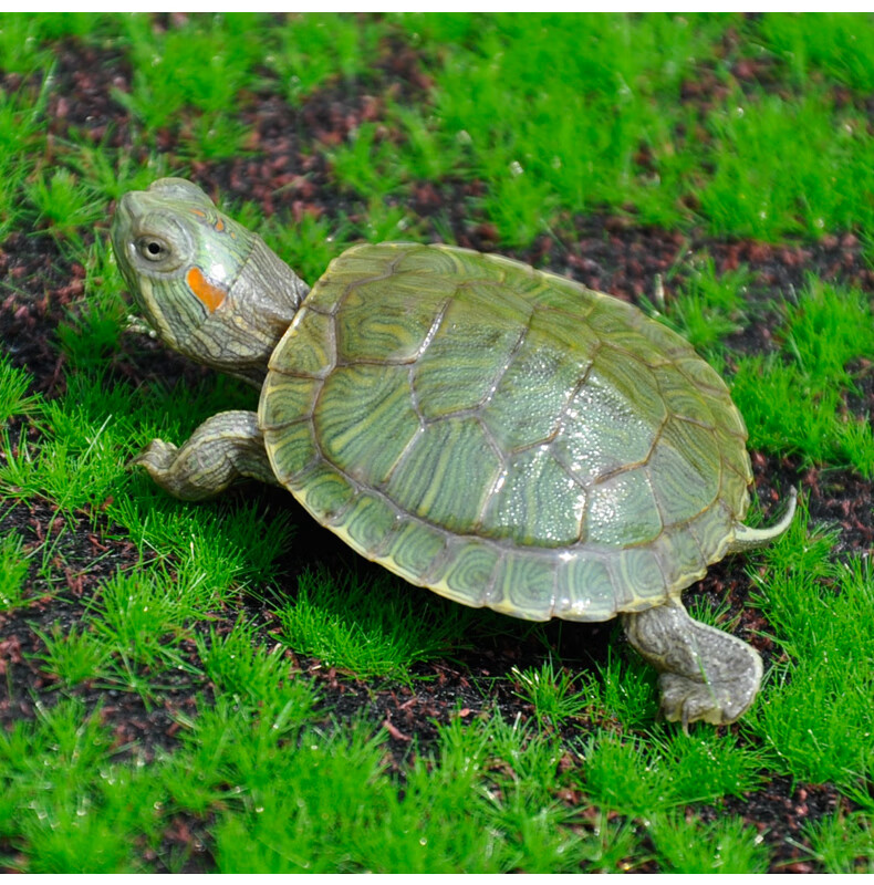 巴西龟水龟宠物情侣龟中华草龟 3-4cm 绿色巴小苗公母一对  龟粮