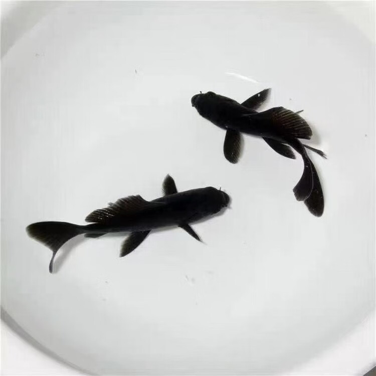 荣郁黑金锦鲤龙凤黑鱼金鱼活体好养耐活观赏鱼小型淡水好养冷水黑锦鲤