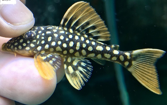 zxc水族皇冠直升机 鱼直升飞机异形鱼活体底栖草缸南美异型热带活 4