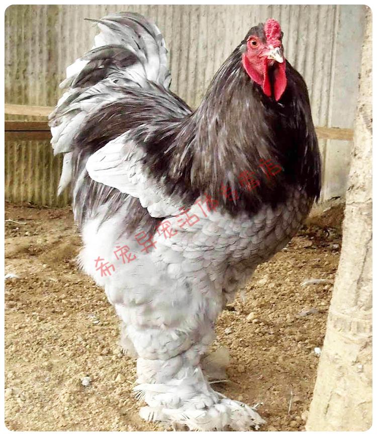 婆罗门观赏鸡种蛋正宗巨型梵天鸡可孵化受精宠物鸡一枚装6枚起发货包