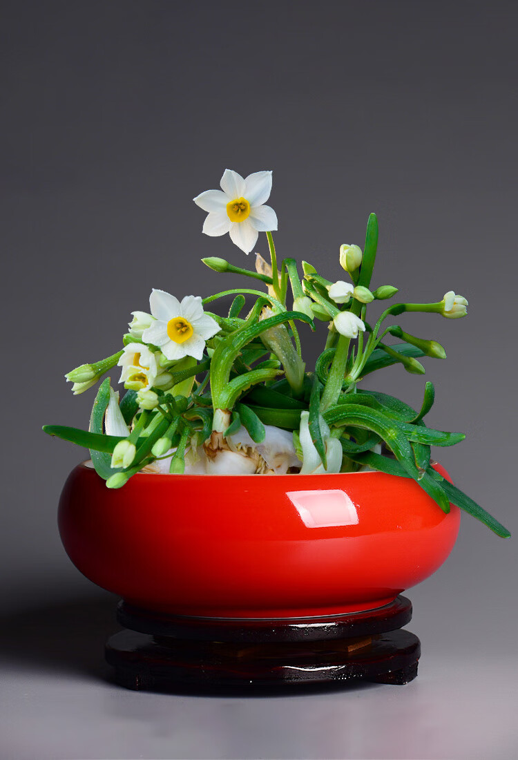 水仙花盆陶瓷创意铜钱草水培家用个性水养睡莲圆形花盘虎雀huque三十