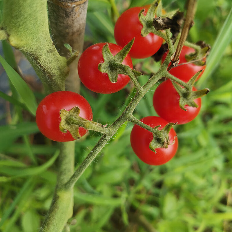 早告白 贵州特产野生小西红柿新鲜小毛辣果做菜生吃酸汤3斤装 3斤