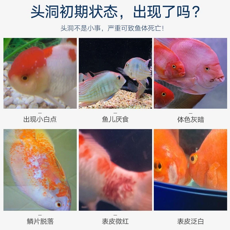 德邦观赏鱼热带鱼海水鱼内寄生虫锦鲤金鱼魟鱼龙鱼