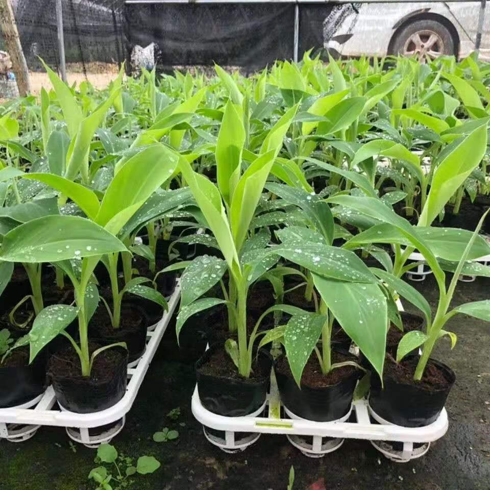 香蕉树苗芭蕉树小米蕉苗粉蕉皇帝焦西贡蕉红蕉中蕉9号含盆量大联系