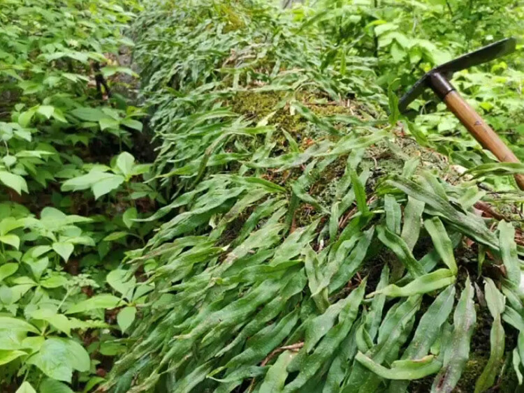 长白山肾精茶肾精草肾精草茶东北草石韦草石苇草250g新货 500克【图片