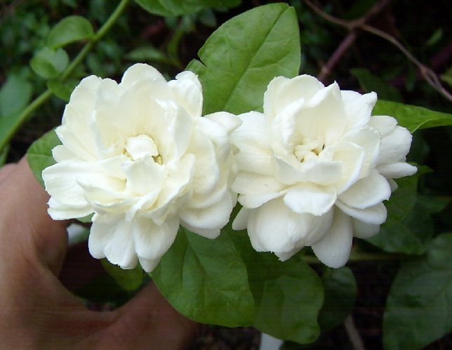 园艺 大花型超重瓣狮头大花茉莉,正宗巴西茉莉,虎头茉莉, 二年苗 不含